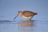 Short-billed Dowitcher