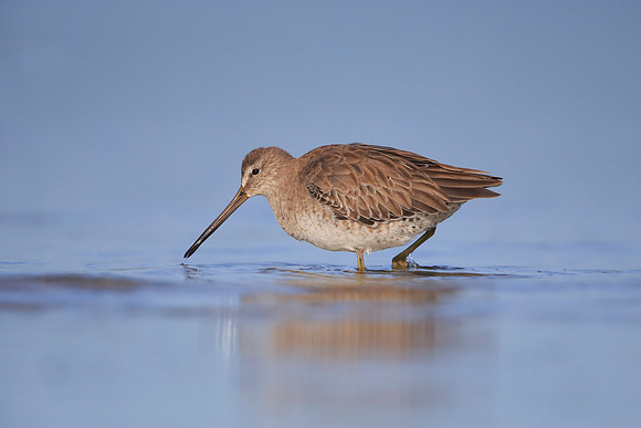 Short-billed Dowitcher