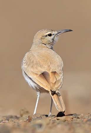 Hoopoe Lark