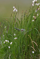 Red-throated Diver
