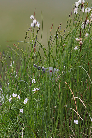 Red-throated Diver