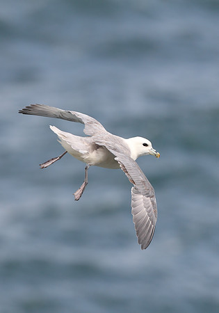 Northern Fulmar