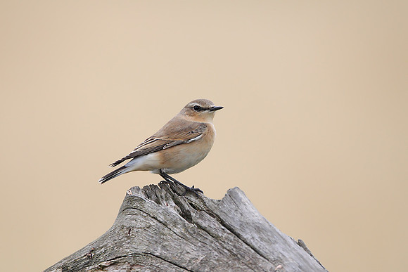 Northern Wheatear