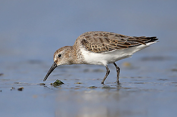 Dunlin