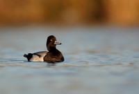 Lesser Scaup