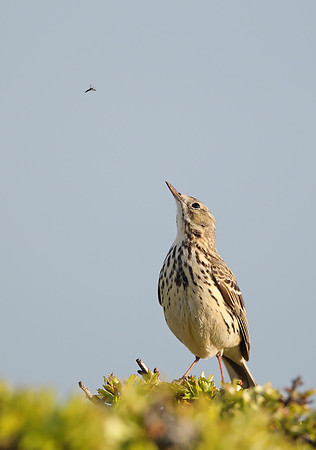 Meadow Pipit
