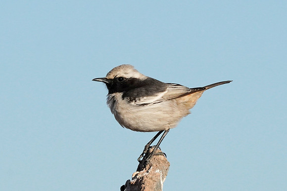 Red-rumped Wheatear