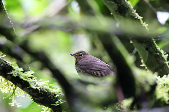 Swainson's Thrush
