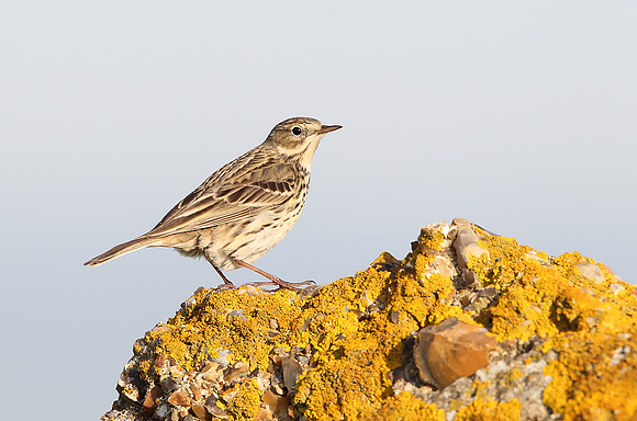 Meadow Pipit