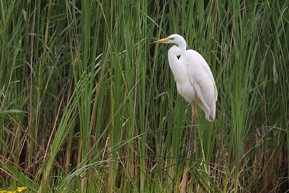 Great White Egret