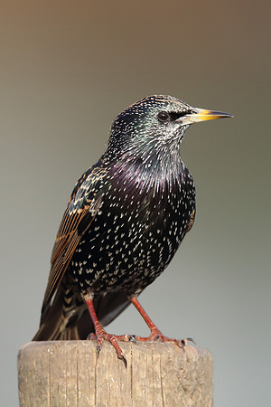 Starling
