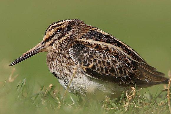 Jack Snipe
