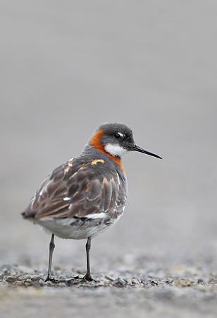 Red-necked Phalarope