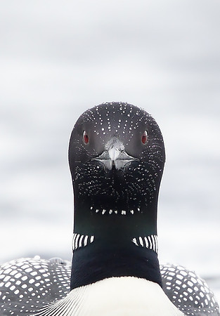Great Northern Diver
