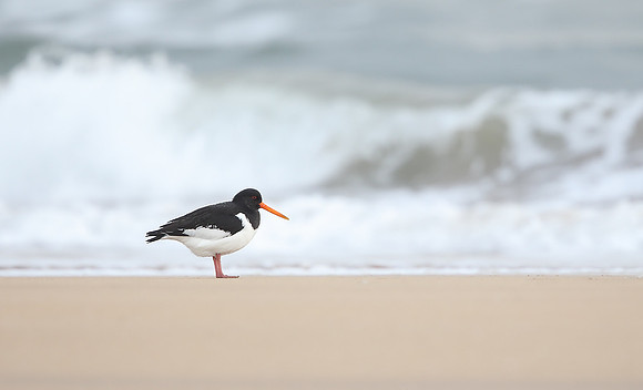 Oystercatcher