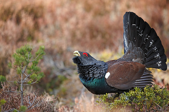 Capercaillie