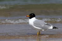 Pallas's Gull