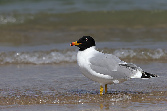 Pallas's Gull