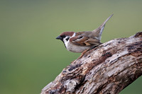 Tree Sparrow