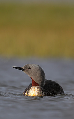 Red-throated Diver