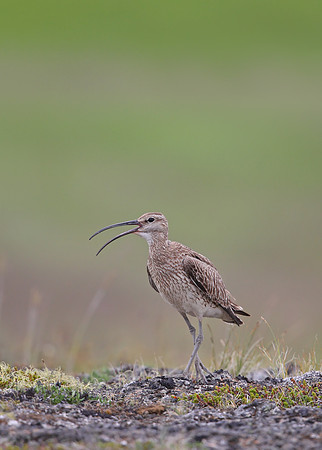 Whimbrel