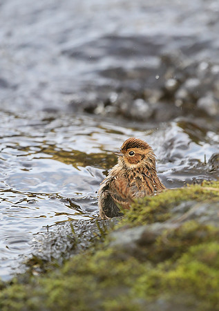 Little Bunting