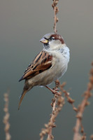 House Sparrow