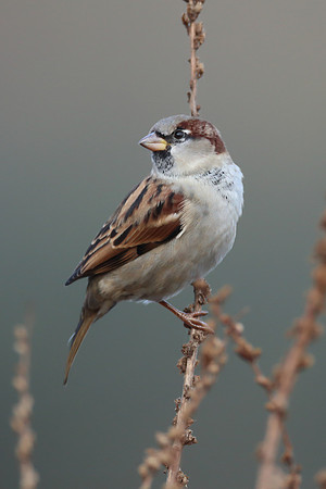 House Sparrow