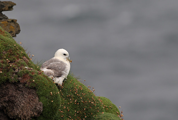 Northern Fulmar