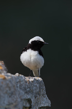 Pied Wheatear