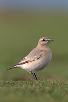 Isabelline Wheatear