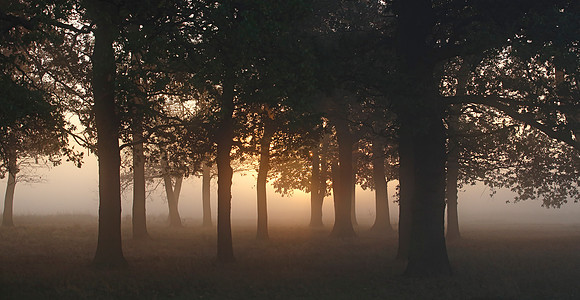 Sunbeams on Wanstead Flats