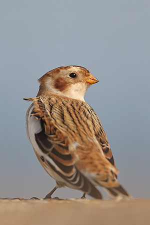 Snow Bunting