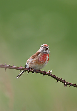 Linnet