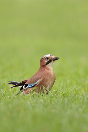 Jay