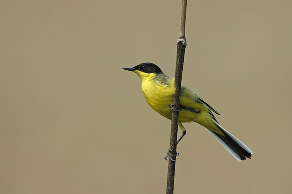 Black-headed Wagtail