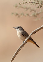Red-tailed Wheatear