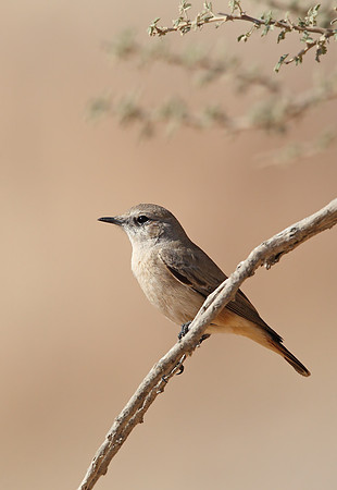 Red-tailed Wheatear