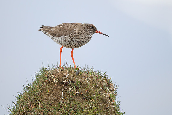 Redshank