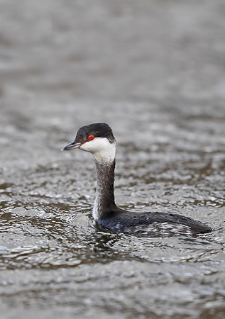 Slavonian Grebe