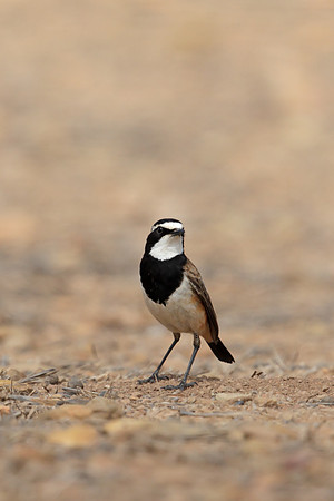 Capped Wheatear