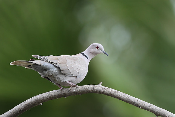 Collared Dove