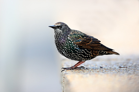 Starling