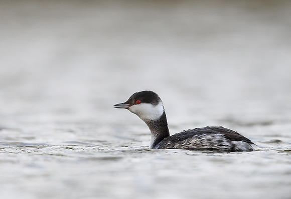 Slavonian Grebe