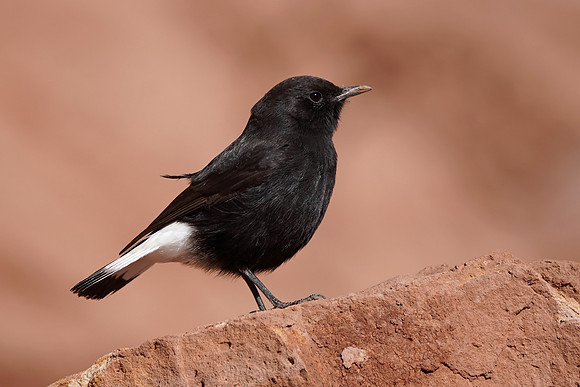 Black Wheatear