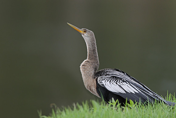 Anhinga