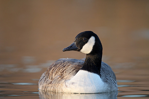 ​Canada Goose