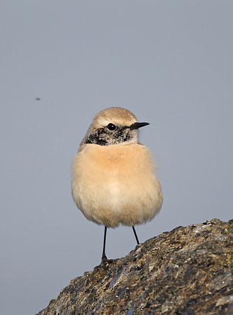 Desert Wheatear