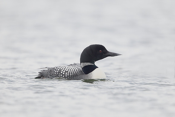 Great Northern Diver