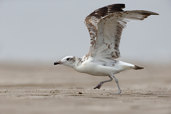 Pallas's Gull